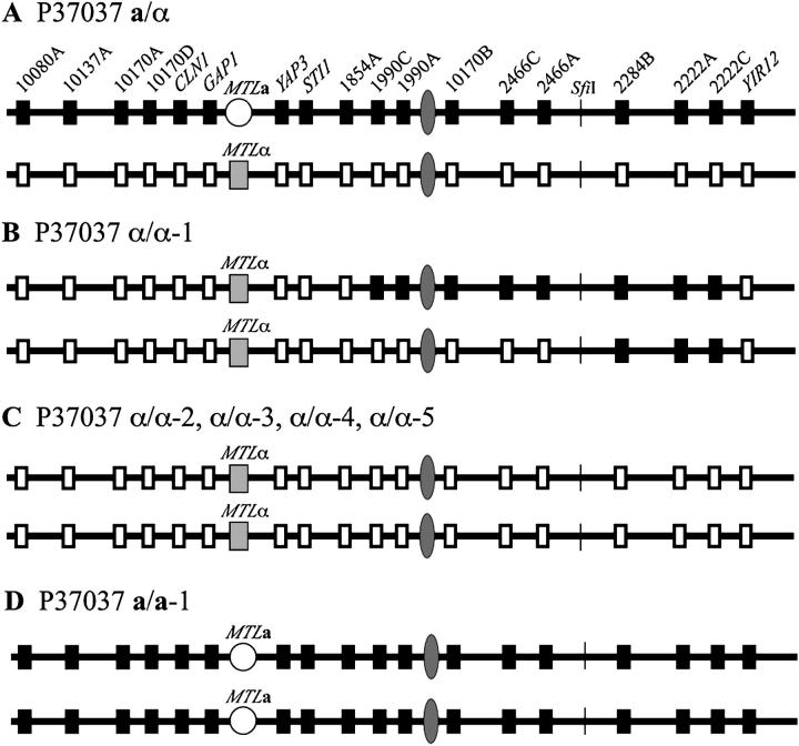 Figure 4.—