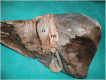 [Table/Fig-9]: