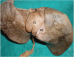 [Table/Fig-5]: