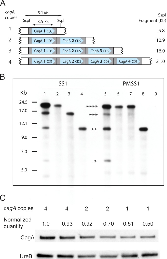 FIG 4 