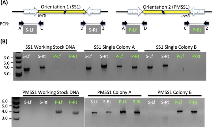 FIG 3 