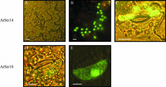 Figure 3.