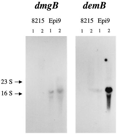 FIG. 5