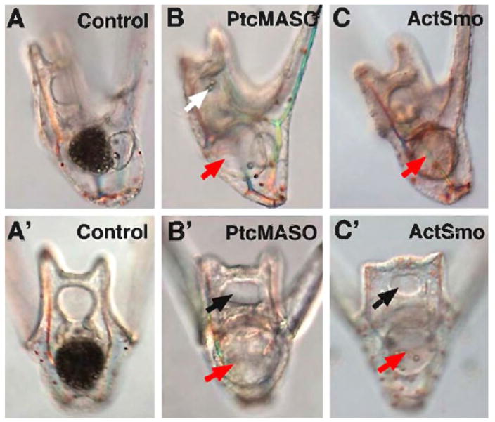 Figure 7