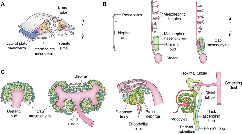 Figure 2