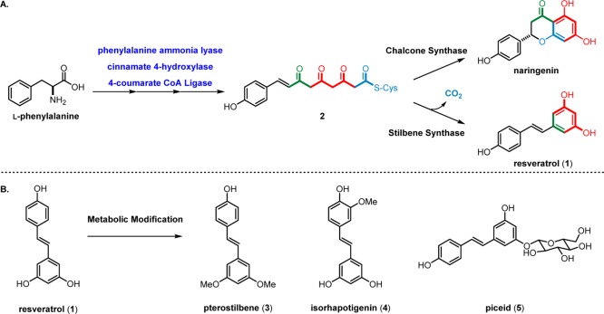 Scheme 1