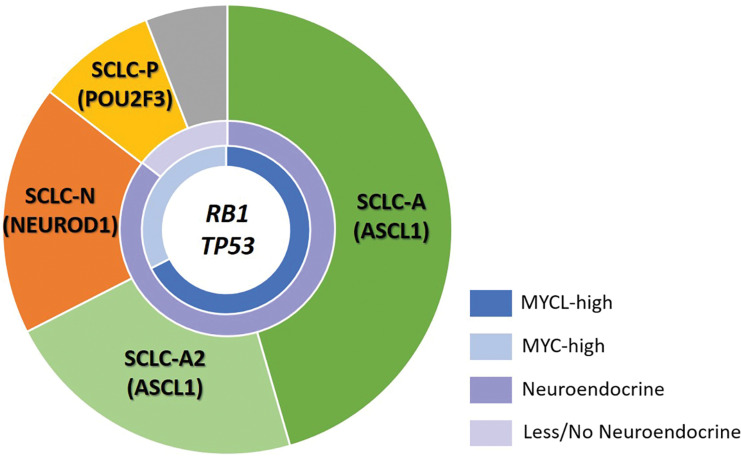 Emerging molecular subtypes of small cell lung cancer (SCLC) (10). Molecular subtypes SCLC-A, SCLC-N, and SCLC-P have been described based on high expression of the transcription factors (achaete-scute homologue 1 [ASCL1], neurogenic differentiation factor 1 [NEUROD1], and POU class 2 homeobox [POU2F3], respectively). For SCLC-A, which is the most common molecular subtype consisting of approximately 70% of SCLCs, further subgroups of SCLC-A and SCLC-A2 are suggested based on difference in expression of other factors. For the remaining SCLCs with low expression of the three transcription factors (indicated in gray in the figure), several subgroups are proposed, including SCLC-Y with high expression of YAP1, a rare subtype with elevated expression of ATOH1, and SCLC-I with “inflamed” gene signatures. Inactivation of the tumor-suppressor genes TP53 and RB1 is noted as a near ubiquitous event in SCLC. Different degree of neuroendocrine differentiation and the differential expression levels of MYC oncogene family members are noted among the subgroups.