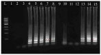 Figure 9