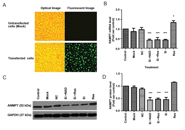 Fig.1