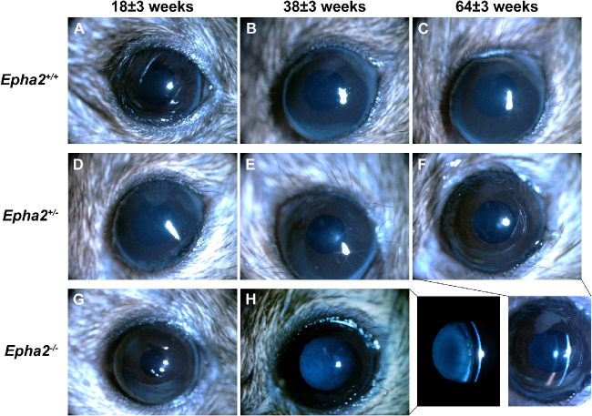 Figure 11.