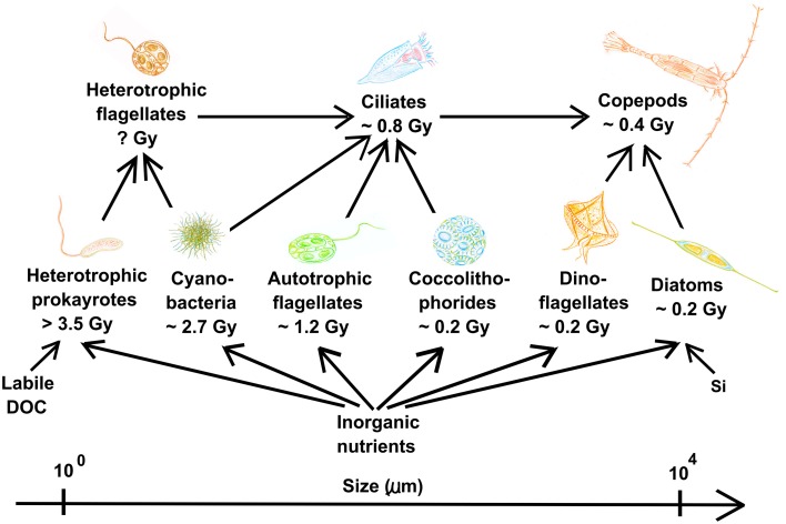 Figure 7