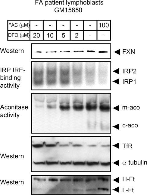 Figure 5.