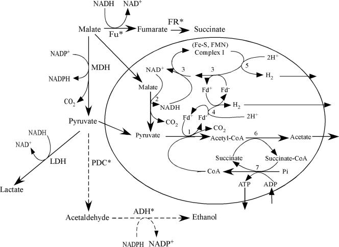 FIG. 2.