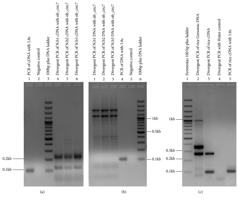 Figure 5