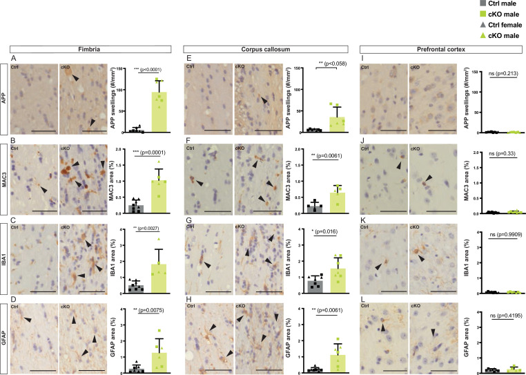 Figure 2—figure supplement 1.