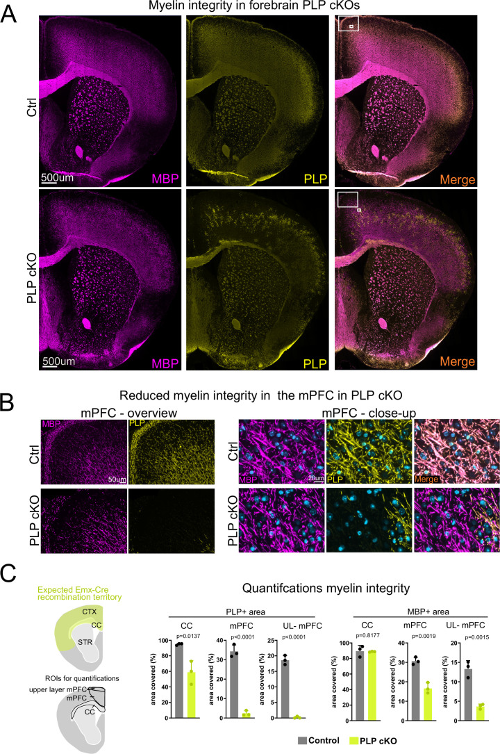 Figure 1—figure supplement 1.