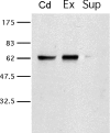 FIG. 5