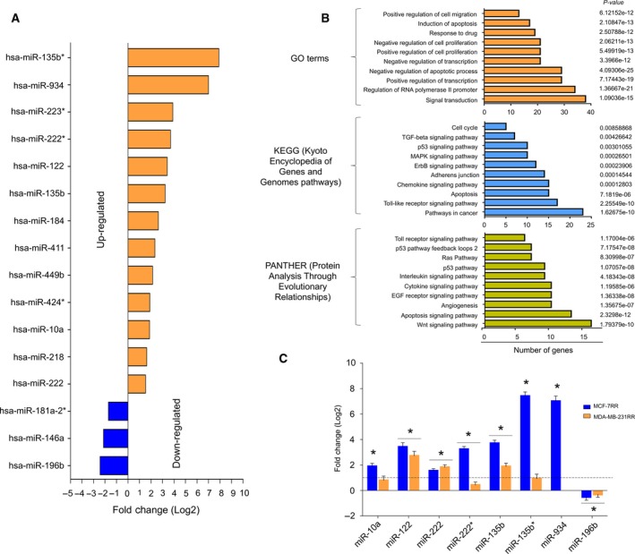 New insights into radioresistance in breast cancer identify a dual ...