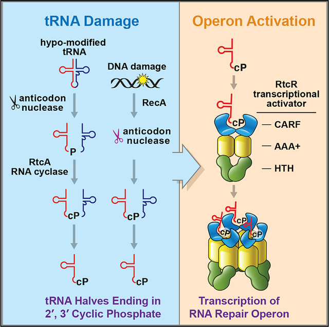 graphic file with name nihms-1657604-f0001.jpg