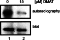 Fig. 5