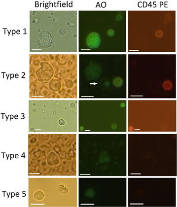 Fig. 6