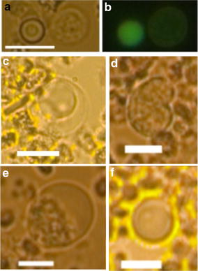 Fig. 7