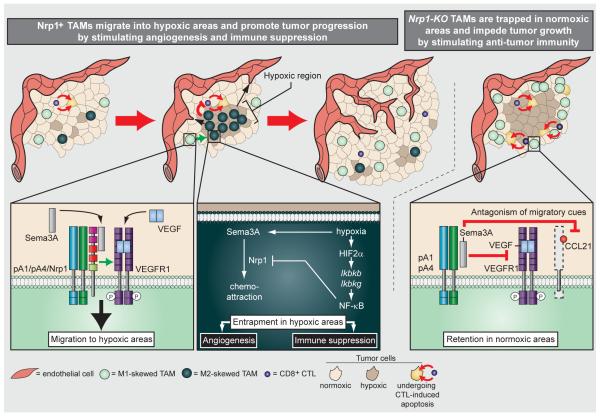 Sema3A/Nrp1 signaling regulatesTAM entry into hypoxic regions and thereby promotes tumor progression