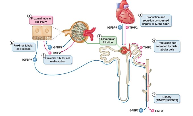 Figure 3: