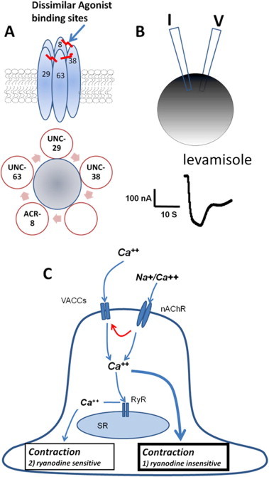 Fig. 2