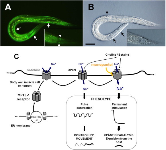 Fig. 4