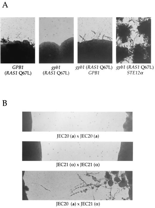 FIG. 7