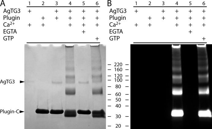 FIGURE 4.