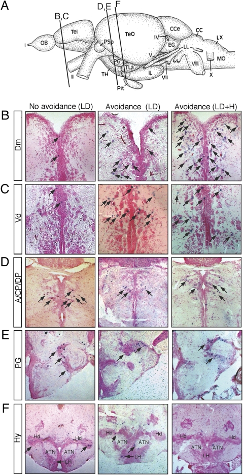 Fig. 4.