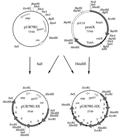 FIG. 1