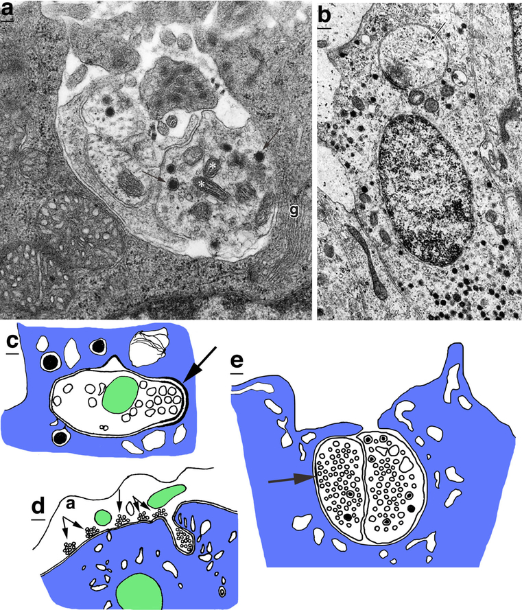 Fig. 12