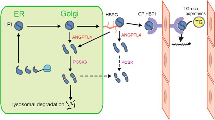 Figure 11.