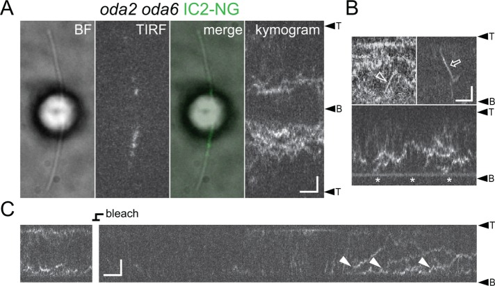 FIGURE 4: