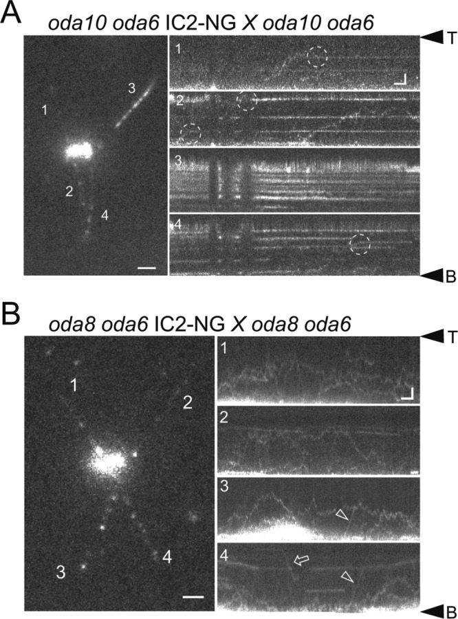 FIGURE 5: