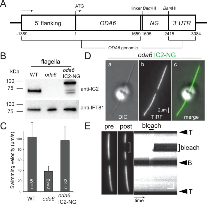 FIGURE 1: