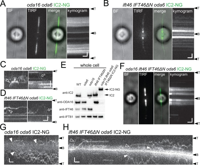 FIGURE 6: