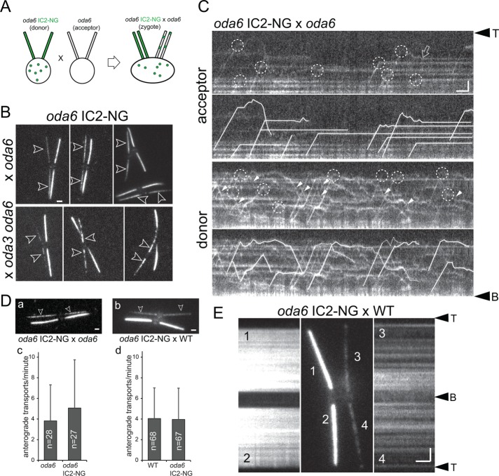 FIGURE 3: