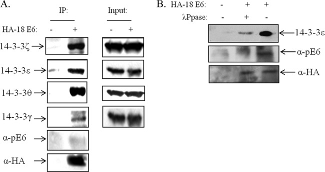 FIG 5