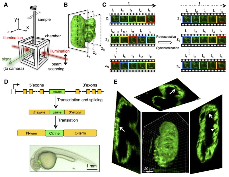 Fig. 1