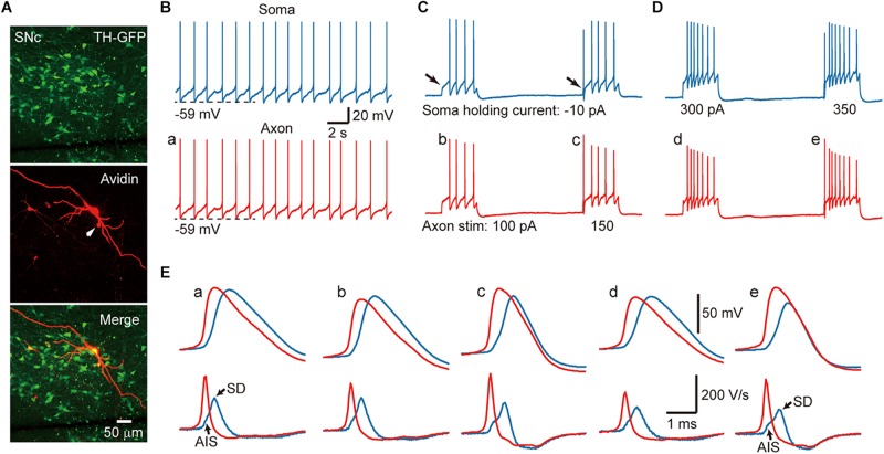 FIGURE 1