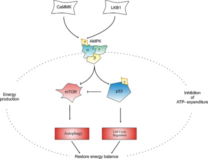 Fig. 2