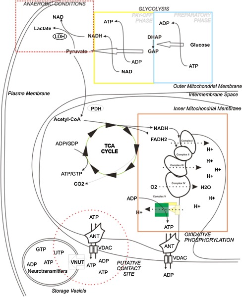 Fig. 1