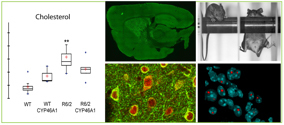 graphic file with name awv384fig1g.jpg