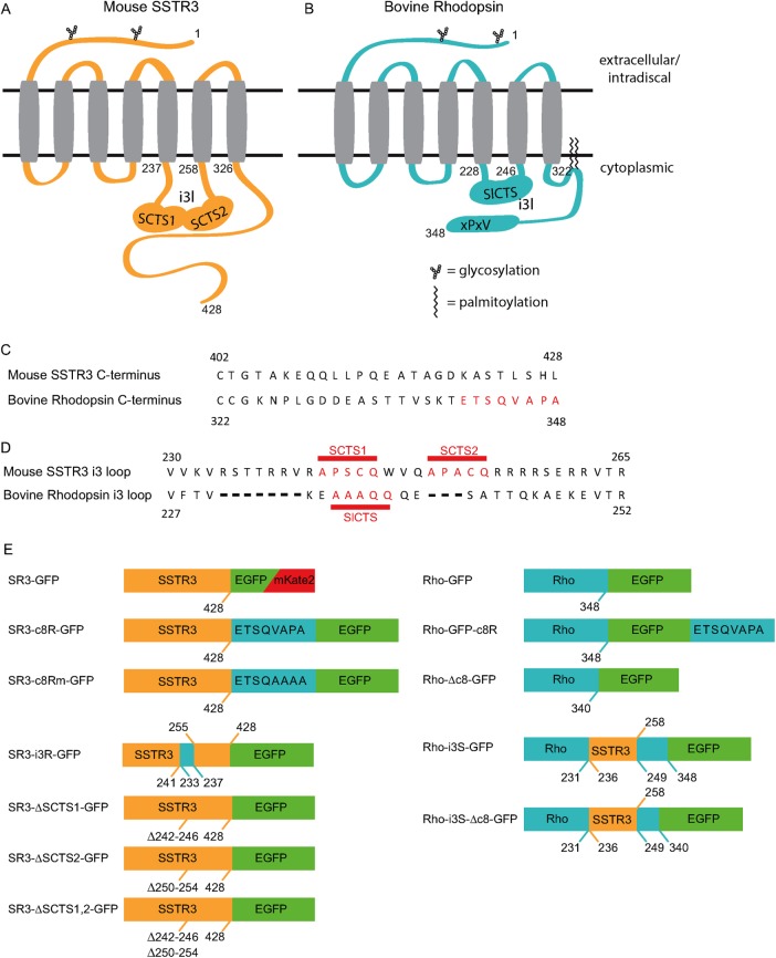 FIGURE 1: