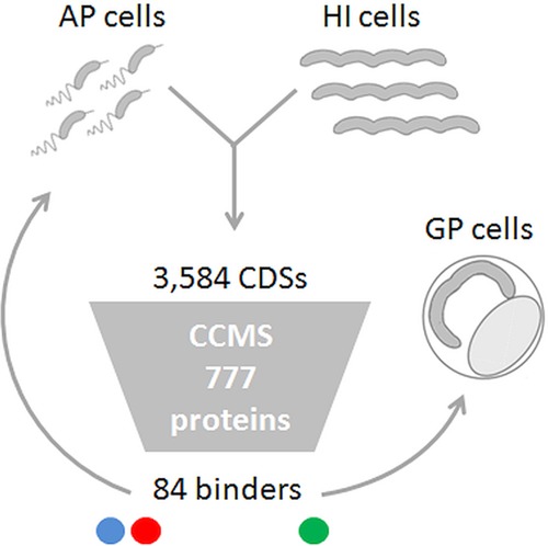 FIG 2