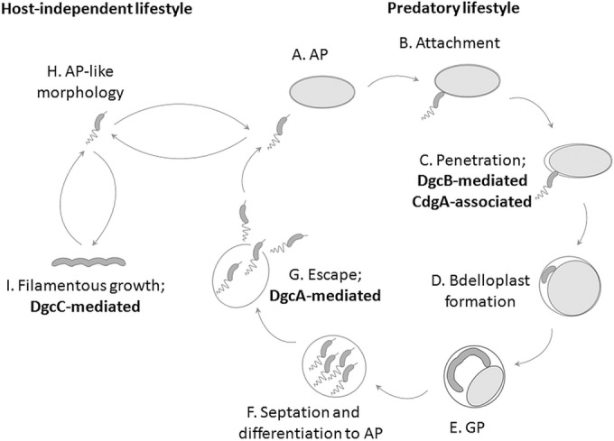 FIG 1